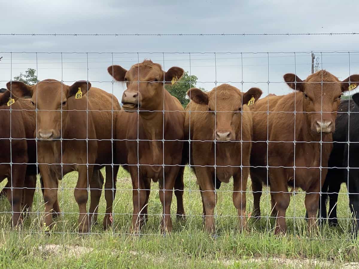 High Tensile Fixed Knot Cattle Fence with Herd