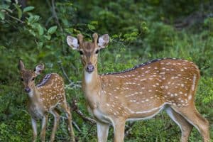 Exotic Axis Deer and Fawn