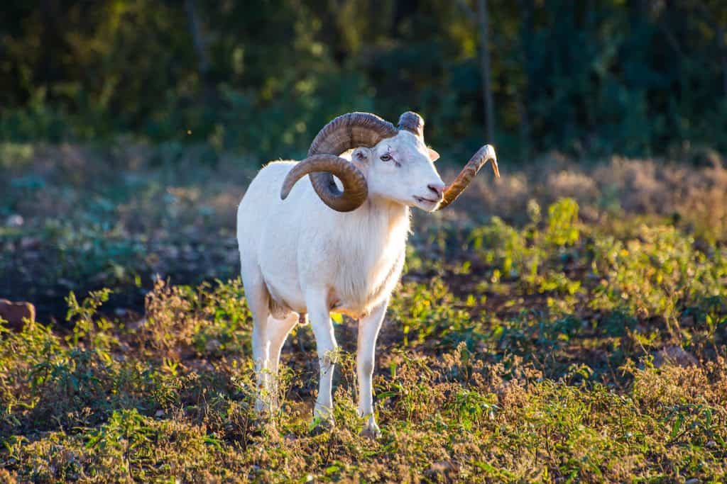 Texas Dall Sheep
