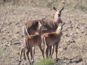 Nilgai Antelope Baby Exotics
