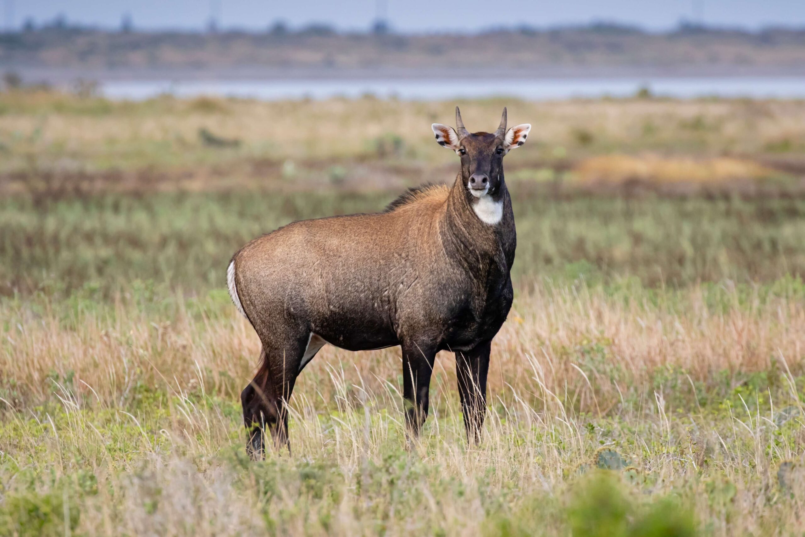 The Remarkable Resilience of Wildlife: How Animals Adapt to