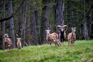 Mouflon Sheep Family