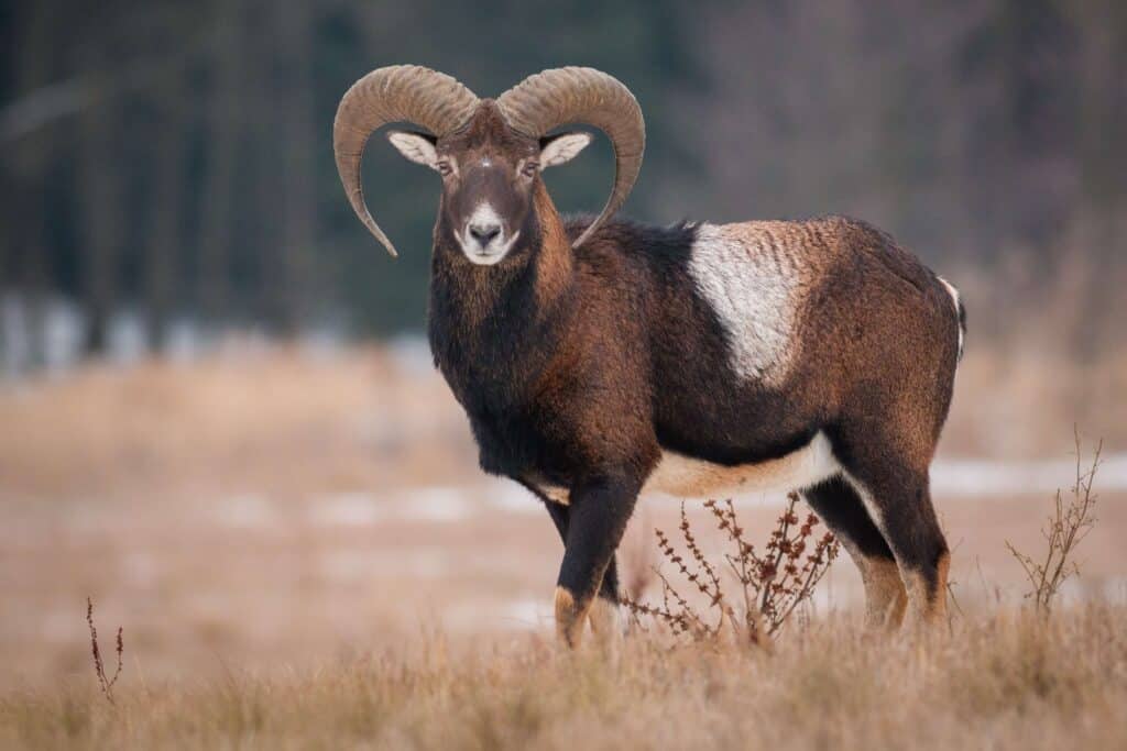 Mouflon Sheep Exotic