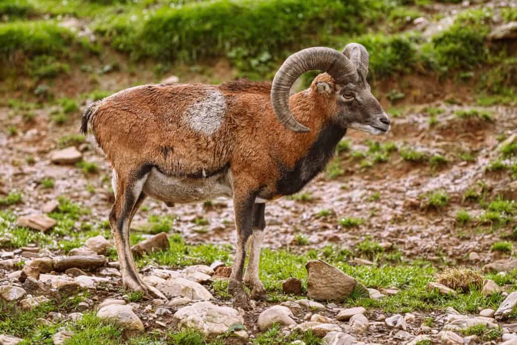 Painted Desert Sheep