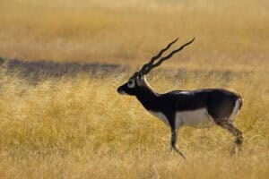 Small Blackbuck