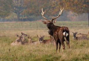 Sika deer with group