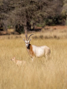 Scimitar Oryx