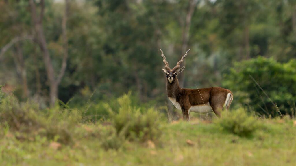 Blackbuck