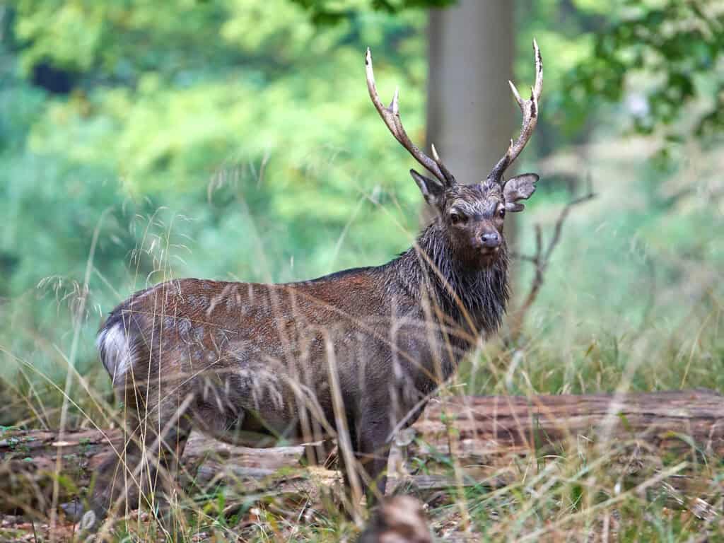 Sika Deer