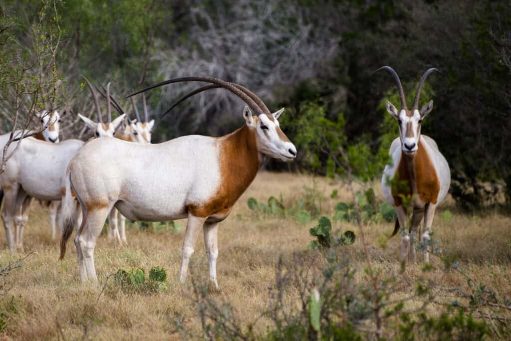 Scimitar Oryx