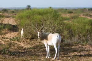 Addax