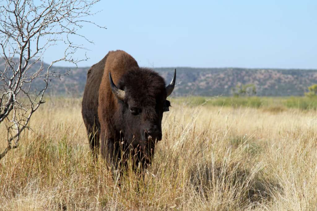 Featured Buffalo