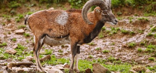 Painted Desert Sheep