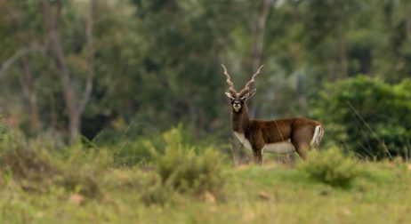 Blackbuck