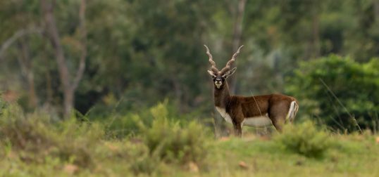 Blackbuck