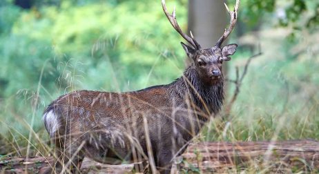 Sika Deer