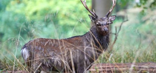 Sika Deer