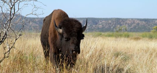 Featured Buffalo