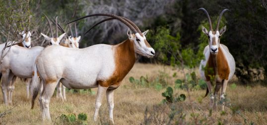 Scimitar Oryx