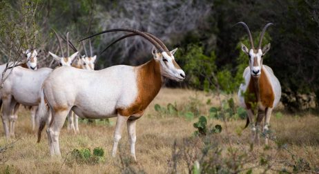 Scimitar Oryx