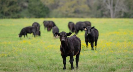 Common Cattle Breeds in Texas