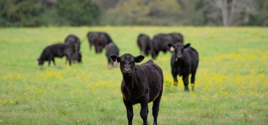 Common Cattle Breeds in Texas